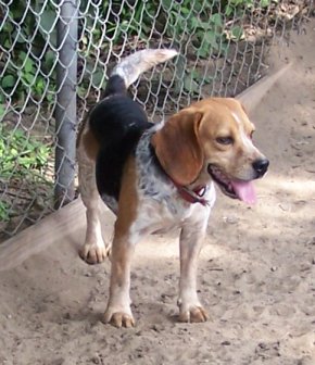Colors Pictures And Info About Beagle Colors