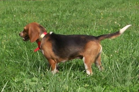 Full Grown Black Beagles