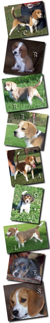 beagle puppies for sale