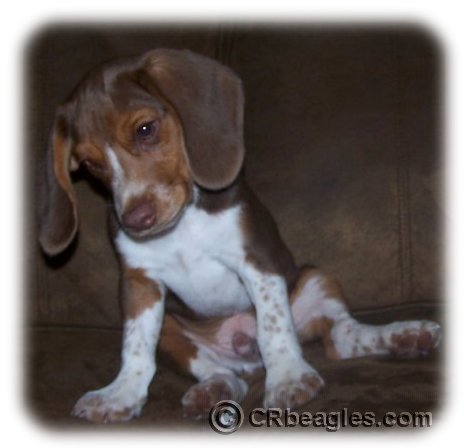 beagle, puppy, puppies, for sale, crate training