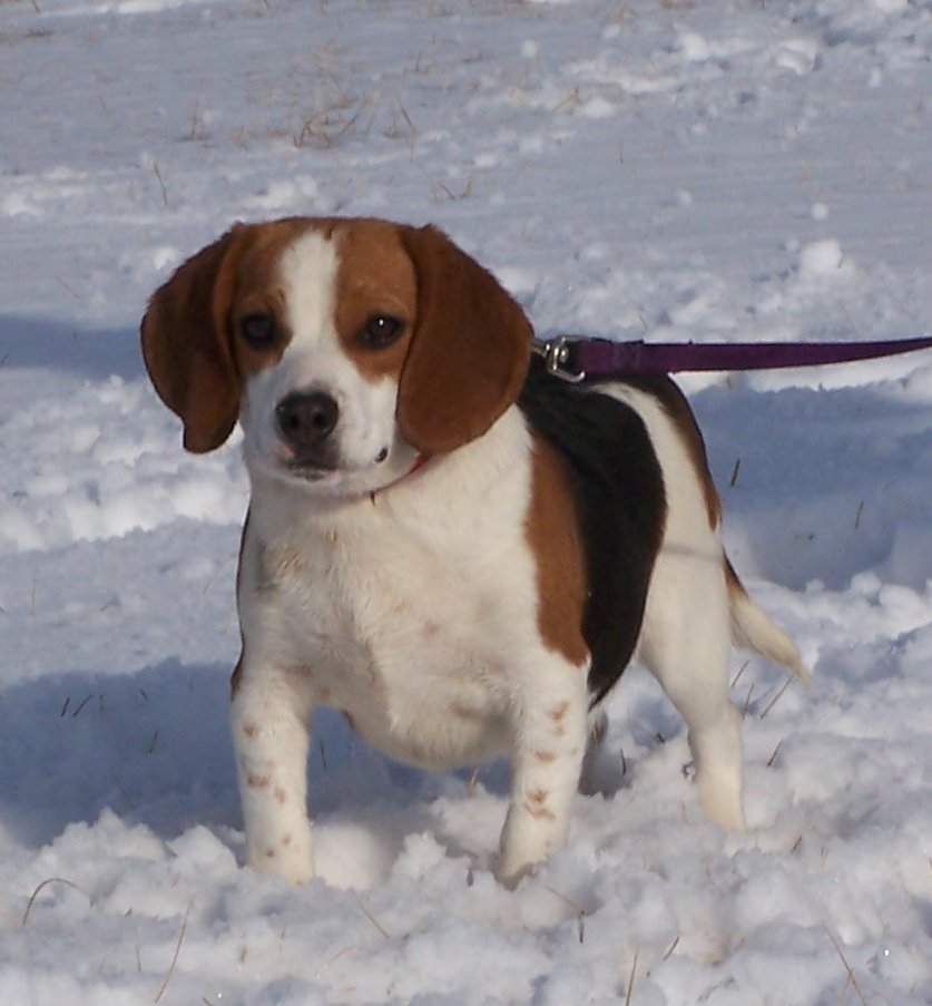 Pocket Beagles Full Grown