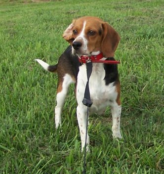 red tick beagle puppies