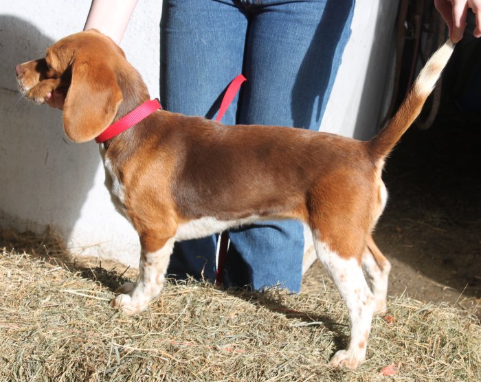 Warfield red beagles deals for sale