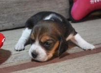SOLD PUPPIES: Beagle Puppies Reserved or Recently Sold