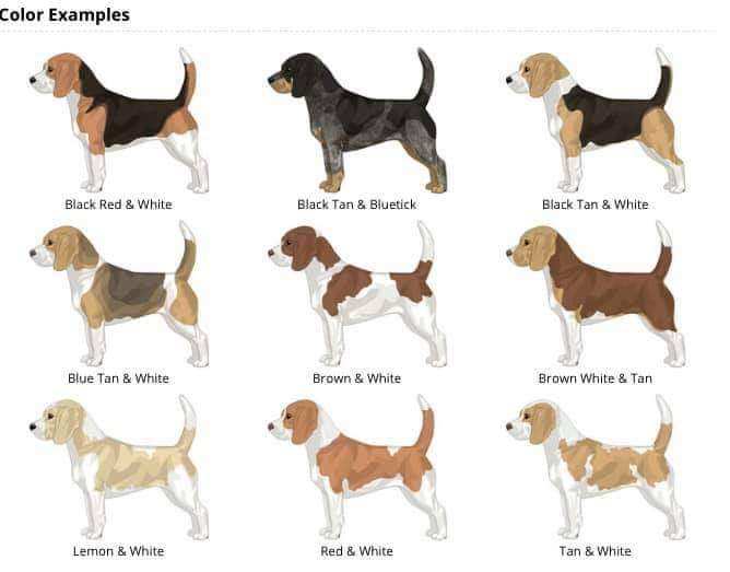 Lemon Beagle - Puppies | Information | Size | Mix - Dog Dwell