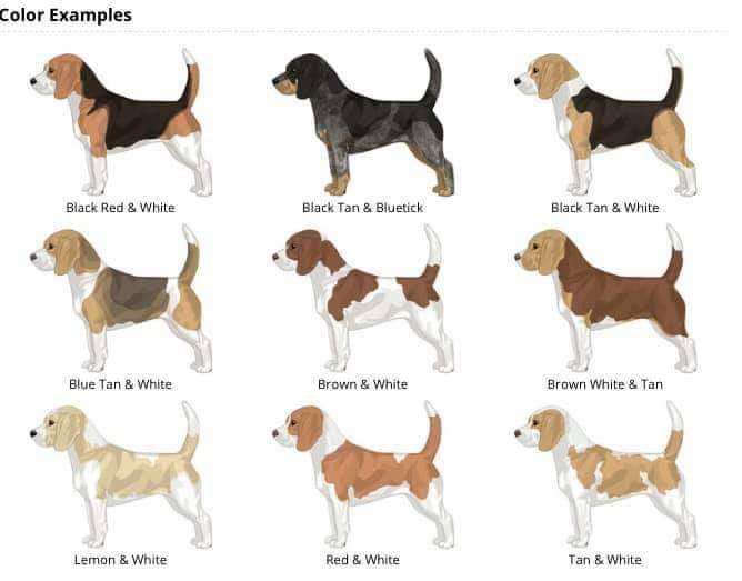 blue tick beagle size