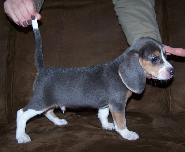 norwegian blue beagle