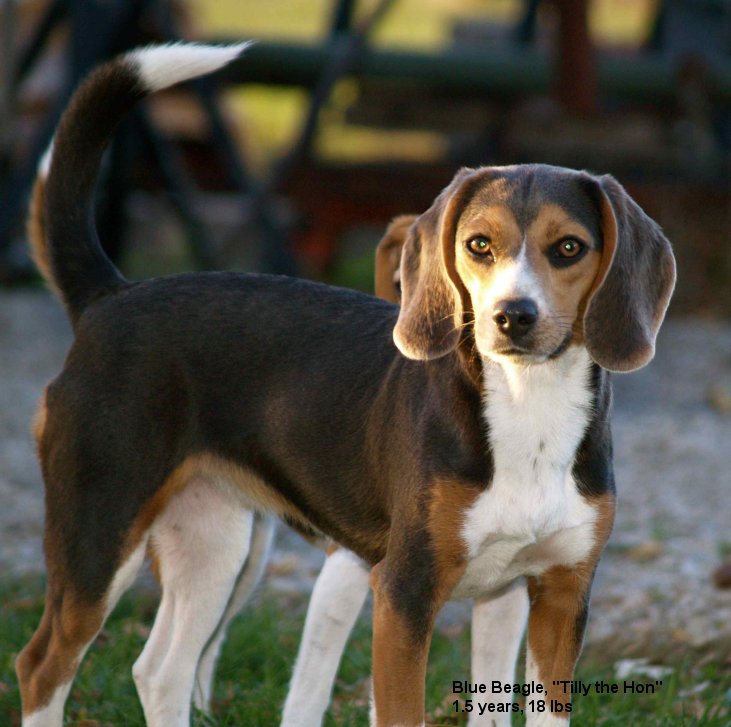 norwegian blue beagle