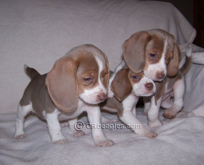 Lemon Beagles Puppies For Sale