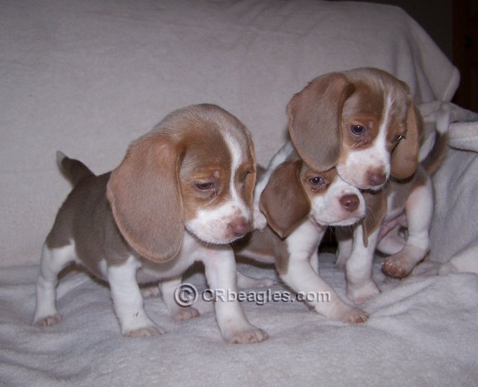 chocolate pocket beagle