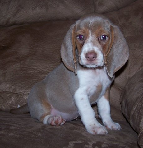 black and white beagle for sale