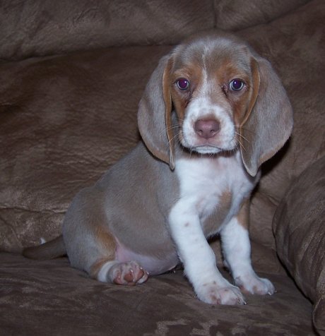 blue beagle