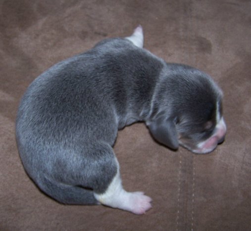 norwegian blue beagle