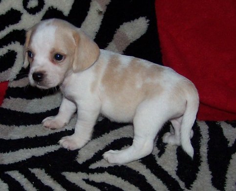 albino beagle puppy