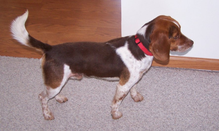 red white beagle