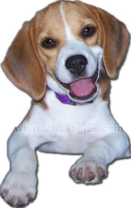 One of our 2010 beagle puppies