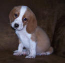 COLORS: Pictures and Info about Beagle Colors