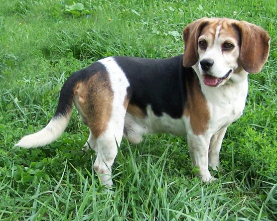 lemon head beagle