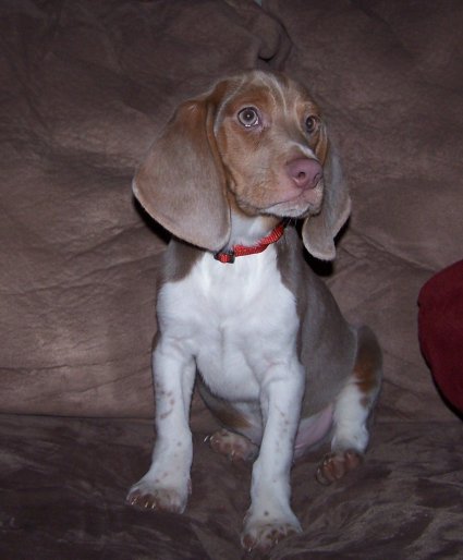 chocolate pocket beagle