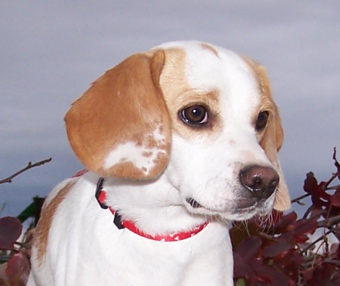 red white beagle